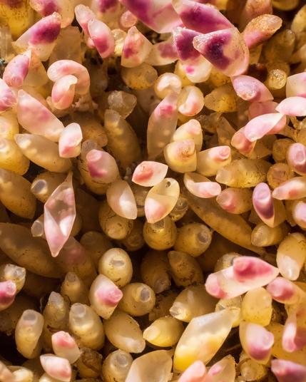 A mass of egg cases; oval, stalked cases with pointed tips aimed towards the camera (only one stalk visible), crowded together. Most are yellow;  some have pink sections. Inside many of the cases, small white eggs can be seen.