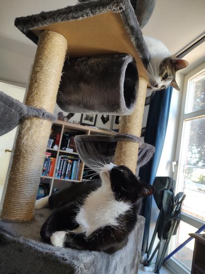 Der Kater Phips liegt auf der Mittleren Etage vom Kratz Baum und schaut nach oben wo das köpchen von Sammy auf ihn herab blickt