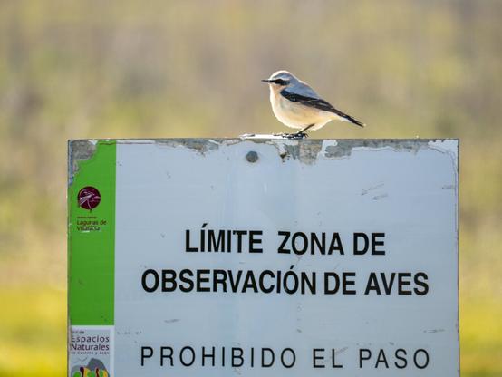 𝗣𝗶𝗰𝘁𝘂𝗿𝗲 𝗗𝗲𝘀𝗰𝗿𝗶𝗽𝘁𝗶𝗼𝗻 (𝗘𝗻𝗴): Landscape picture showing a warning sign from the Network of Protected Natural Areas of Castile and León and the Lagunas de Villafáfila Lagoons Natural Park, prohibiting entry to prevent birdwatchers from disturbing the wildlife of this refuge. Above the sign is a male Northern Wheatear.
The sign literally reads: "BIRD WATCHING AREA LIMIT. NO ENTRY"

𝗗𝗲𝘀𝗰𝗿𝗶𝗽𝗰𝗶𝗼́𝗻 (𝗘𝘀𝗽): Fotografía apaisada en la que se ve un cartel de aviso de la Red de Espacios Naturales Protegidos de Castilla y León y de la Reserva Natural de Lagunas de Villafáfila que prohibe el paso con el objeto de evitar que los observadores de aves molestemos a la fauna de la reserva. Sobre el cartel hay un macho de collalba gris.
La seña dice, literalmente: «LÍMITE ZONA DE OBSERVACIÓN DE AVES. PROHIBIDO EL PASO»