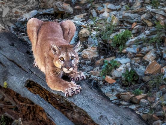 A focused mountain lion is poised on a log, stretching its front legs and showcasing its sharp claws. The backdrop features rocky terrain and greenery.