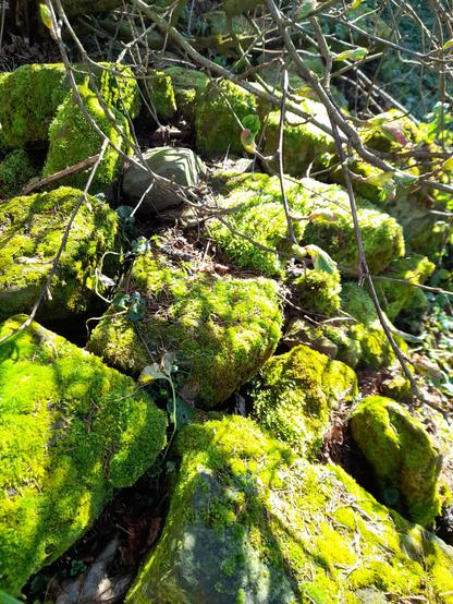 Big natural sandstones in a garden covered with moss in early spring. The moss dries with the heat of summer and is revived by rainfalls in cooler days.