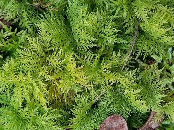 A fern-like moss in a forest.