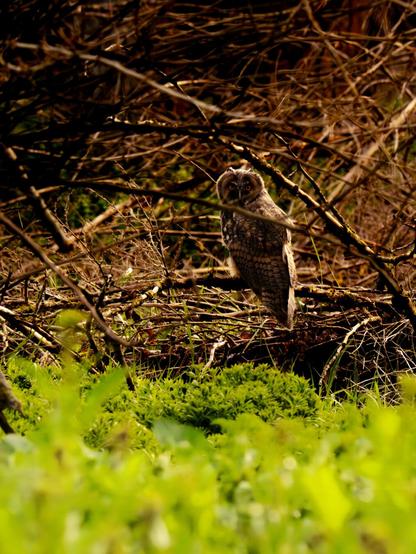 𝗣𝗶𝗰𝘁𝘂𝗿𝗲 𝗗𝗲𝘀𝗰𝗿𝗶𝗽𝘁𝗶𝗼𝗻 (𝗘𝗻𝗴): Photograph of a Long-eared Owl. In the foreground, a blurred green blanket of undergrowth can be seen. In the middle, a dense tangle of branches reveals the owl, despite its camouflage, looking curiously at the camera in the golden light of the sunset.

𝗗𝗲𝘀𝗰𝗿𝗶𝗽𝗰𝗶𝗼́𝗻 (𝗘𝘀𝗽): Fotografía de un Búho Chico. En primer plano se ve un manto verde de sotobosque desenfocado. En medio plano una densa maraña de ramas entre las que se distingue al búho, a pesar de su plumaje mimético, que mira a la cámara con curiosidad bajo la luz dorada del atardecer.