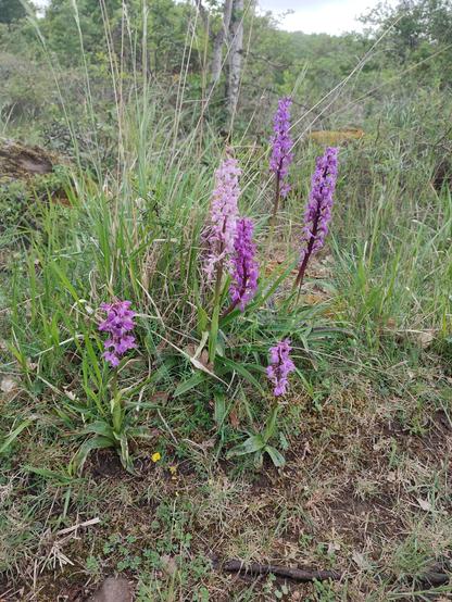 Un petit groupe d'Orchis mascula, avec des teintes très variables (du rose pâle au rose soutenu).