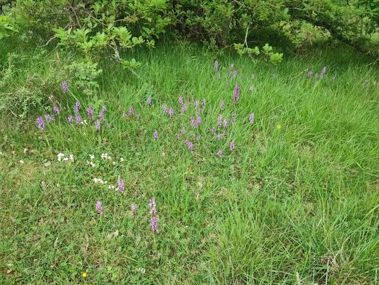 Un morceau de lande constellée d'Orchis mascula.