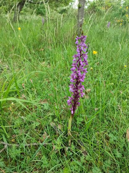 Un grand épi d'Orchis mascula.
