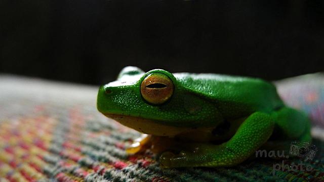This image shows a close-up of a green tree frog resting. The frog has bright green skin and distinctive golden eyes with horizontal pupils. It is sitting on a textured surface that seems to be multicolored fabric.