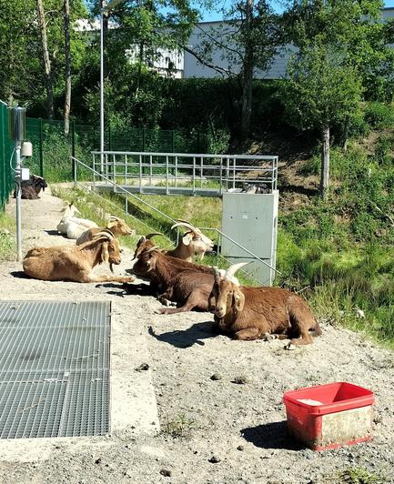 Eingezäuntes Areal in dem einige Ziegen auf dem Boden liegen. Im Vordergrund ein roter Behälter mit Futter