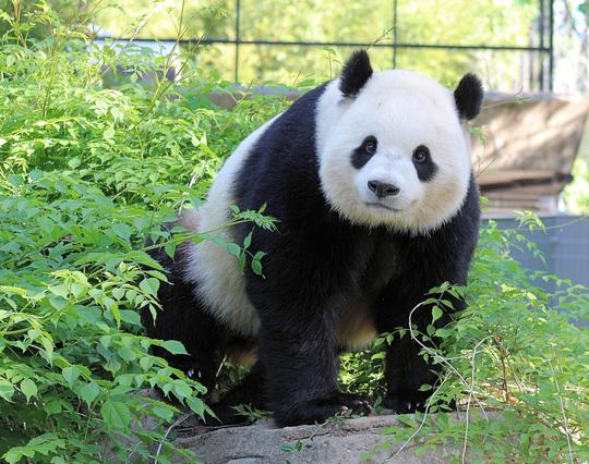 Giant panda Bao Li is standing on the rocks (on top of his grotto) surrounded by lush greenery.