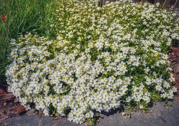 White flowering ground cover