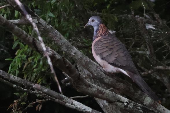 Bar-shouldered Dove, Geopelia humeralis, in bushland in QLD, Australia.