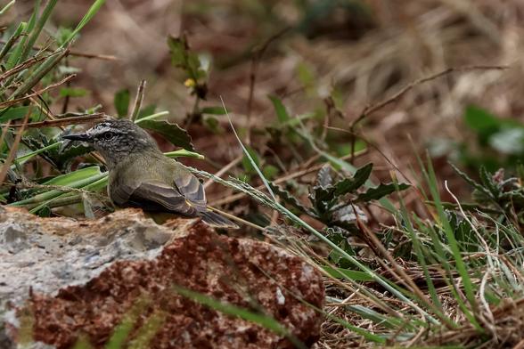 Yellow-rumped Thornbill. Acanthiza chrysorrhoa. Rooting around in the undergrowth on a misty morning in Queensland.