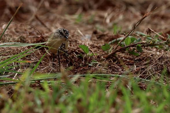 Yellow-rumped Thornbill. Acanthiza chrysorrhoa. Rooting around in the undergrowth on a misty morning in Queensland.