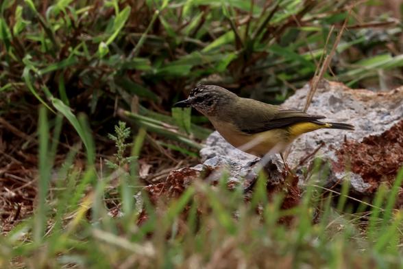 Yellow-rumped Thornbill. Acanthiza chrysorrhoa. Rooting around in the undergrowth on a misty morning in Queensland.