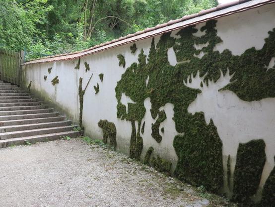 Nature scene along a grey wall pricked out in green mosses.