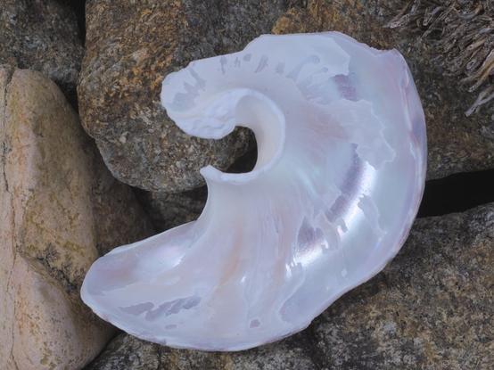 A weathered white sea shell fills the centre frame, laying amongst small granite stones about the same size.  The shell has only half of one spiral remaining, revealing the smooth internal nacre surface, glinting in the light.