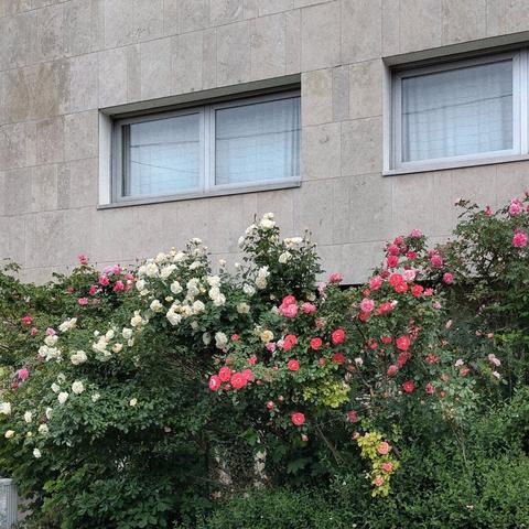 Une haie de roses devant un bâtiment couleur bitume.