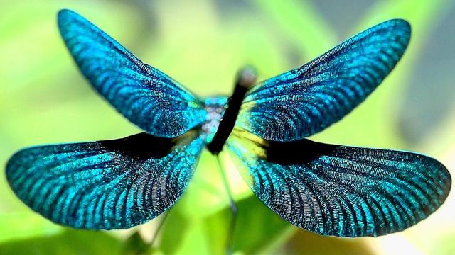 Männchen der Blauflügel-Prachtlibelle beim Drohen. 
Foto: Georg Rüppell