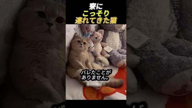 寮にこっそり連れてきた猫       #動物 #猫 #かわいい猫 #かわいい #ペット #子猫 #猫好き