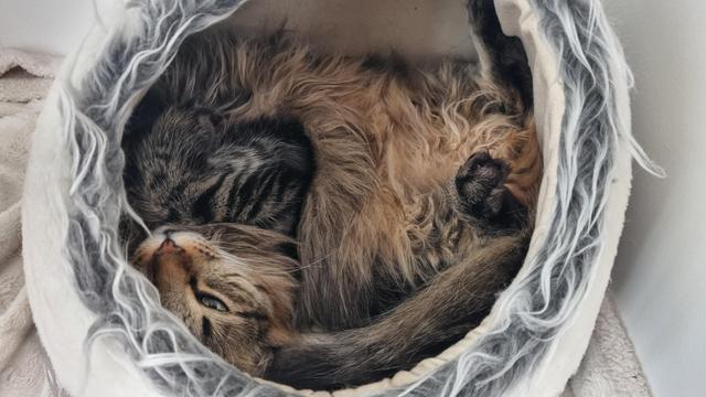 A tabby yellow/black cat is laying on its back in a fluffy holo, exposing its equally fluffy underbelly (it's a trap)