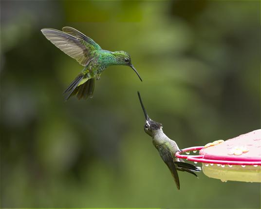 A large green hummingbird with a white vent is flying up behind a hummingbird with a moustache sitting on a feeder. The sitting bird has reared wayyyy back to poke a long bill to fence with the green hummingbird's somewhat shorter if still longish bill. This is a White-vented Plumeleteer trying to sneak up on a Long-billed Starthroat at the hummingbird feeder, a move that NEVER worked in all the time I was watching. Darien Camp, Darien, Panama. Photo by Peachfront.