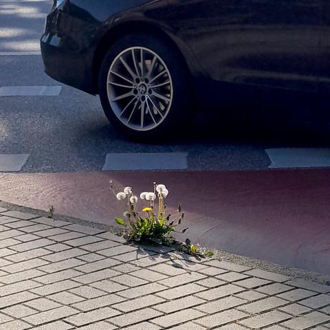 eine Pusteblume wächst am Straßenrand (Karlstal. Bildlizenz: gemeinfrei, public domain CC0)