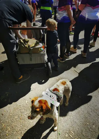 Der kleine Jagdhund inmitten von Menschen, die mit Kindern und Kinderwagen am Lauf teilnehmen