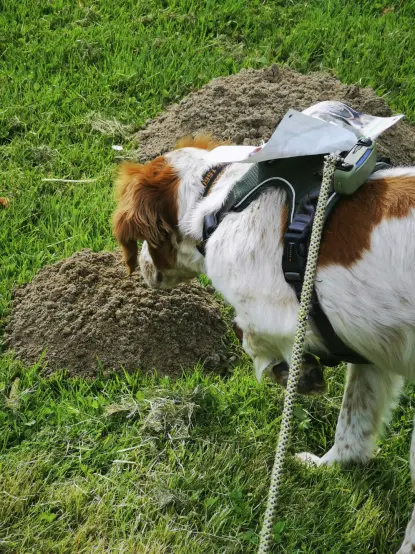 Auf grüner Wiese, der braun weiß gescheckte Jagdhund in Vorstehposition (mit angehobener linker Vorderpfote), Kopf und Nase über einem frischen Maulwurfshügel