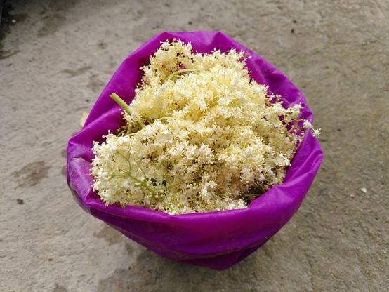 Closeup of an open fuchsia drybag filled with elderflower.