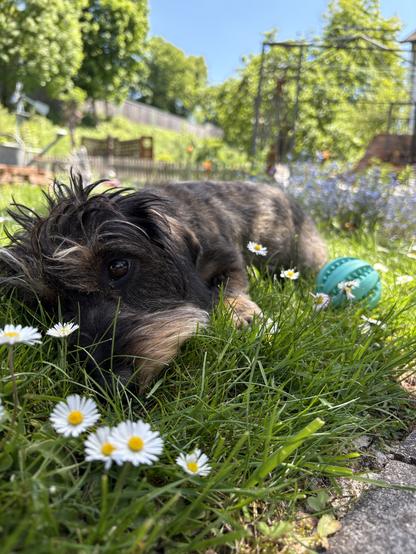 A small dog lies on green grass surrounded by white daisies and a blue ball. Sunlight filters through the trees in the background, creating a pleasant outdoor scene.