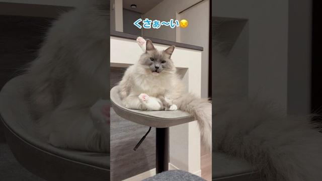 【くさぁ〜い】#ラグドール #猫 #cat #고양이 #ragdollcat  #猫動画 #癒し #ねこ動画  #shorts  #おもしろ動画  #かわいい猫 #cats #cutecat