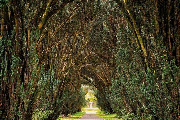 A straight, light-colored pathway stretches into the distance, enclosed by a dense canopy of tall, green, moss-covered trees that arch overhead, creating a natural tunnel.