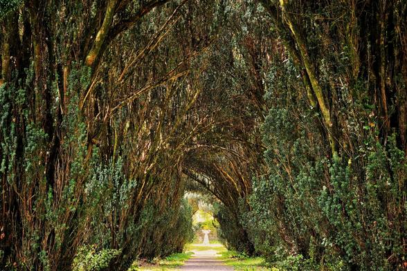 A straight, light-colored pathway stretches into the distance, enclosed by a dense canopy of tall, green, moss-covered trees that arch overhead, creating a natural tunnel.