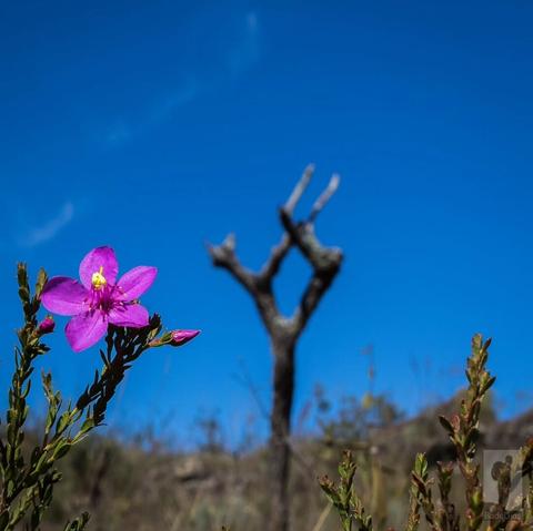 Melastomataceae no primeiro plano, tronco queimado em incêndio florestal dançando balé em segundo plano desfocado