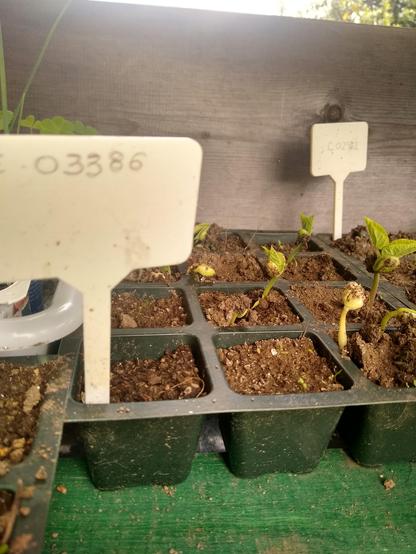 Beans sprouting from the soil in a seed tray