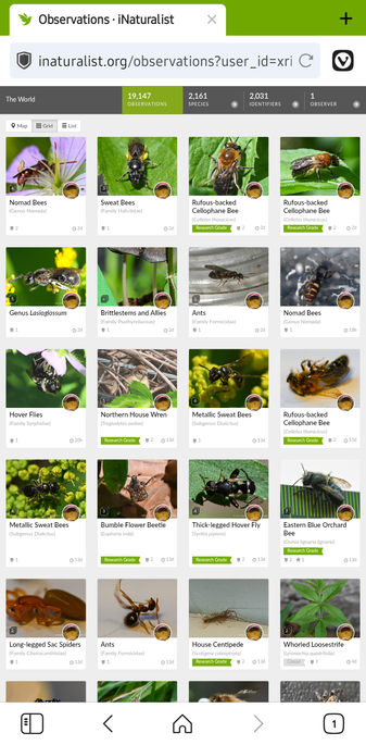A phone browser screenshot of my 20 most recently uploaded iNaturalist observations as described in the post.