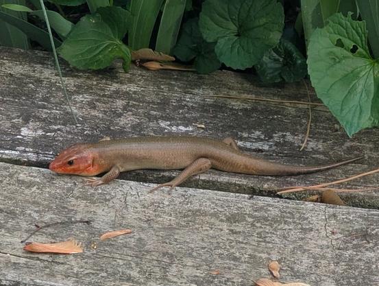 Photo of a Broadhead skink (Plestiodon laticeps), down from the trees and loafing out on the ramp to my shed.