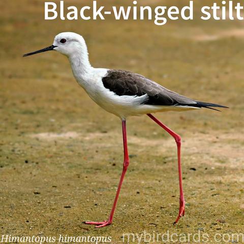 🌍🌏 Black-winged stilt (Himantopus himantopus)

The black-winged stilt, or common stilt, is a graceful wading bird with strikingly long pink legs, a slender black bill, and variable black and white plumage. It has a broad distribution, inhabiting shallow wetlands like marshes, lagoons, and salt pans across Europe, Asia, and Africa. Stilts are often seen wading in shallow water, probing for aquatic invertebrates. They are social birds, sometimes forming small groups, and are known to be very protective of their nests and young, actively mobbing potential predators. Some populations are migratory, moving to coastal areas in winter, while others are resident in warmer regions.

Conservation status: Least Concern (IUCN 3.1)

📷: Photo by ignartonosbg via Pixabay https://pixabay.com/photos/bird-black-winged-stilt-ornithology-9418032/

KIKY