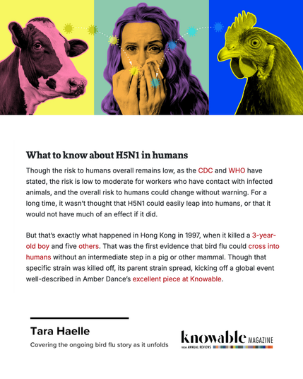What to know about H5N1 in humans
Though the risk to humans overall remains low, as the CDC and WHO have stated, the risk is low to moderate for workers who have contact with infected animals, and the overall risk to humans could change without warning. For a long time, it wasn’t thought that H5N1 could easily leap into humans, or that it would not have much of an effect if it did.
But that’s exactly what happened in Hong Kong in 1997, when it killed a 3-year-old boy and five others. That was the first evidence that bird flu could cross into humans without an intermediate step in a pig or other mammal. Though that specific strain was killed off, its parent strain spread, kicking off a global event well-described in Amber Dance’s excellent piece at Knowable.