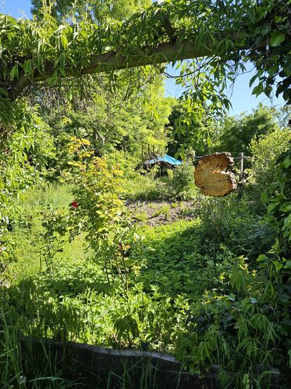 Blick in einen naturbelassenen Garten im Ökotop. Über dem Eingang ist ein Holzbalken, der dicht mit Rankenpflanzen bewachsen ist. Dahinter steht eine Baumscheibe auf einem Stab. Es sind viele Pflanzen zu erkennen und im Hintergrund eine Hütte mit blauem, zeltartigem Dach.