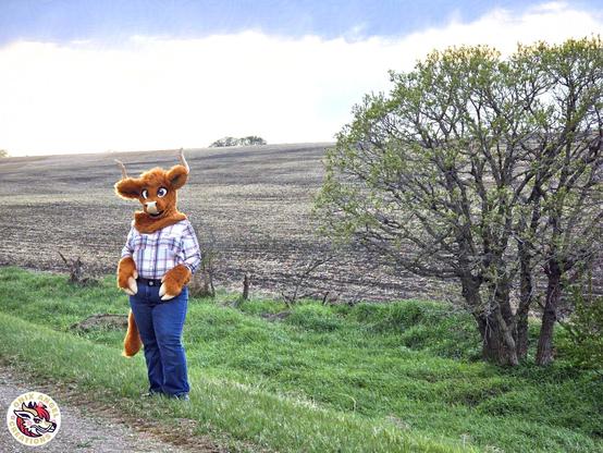 picture of a highland cow fursuit against a prairie backdrop