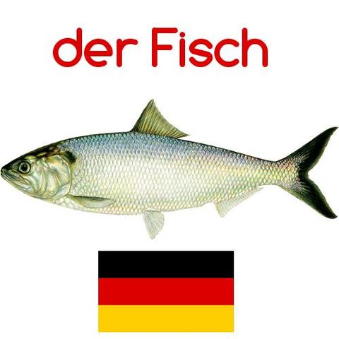fisch