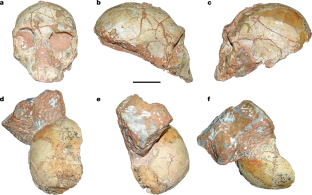 The fossil crania of Apidima 2 and Apidima 1.