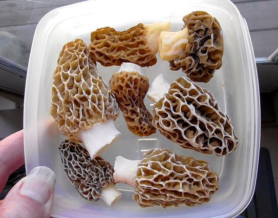 Several Morel Mushrooms in a plastic container.