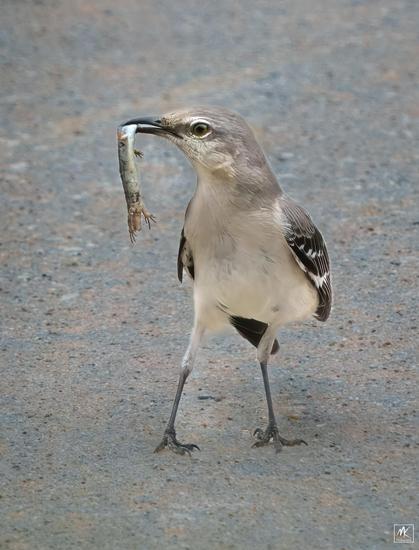 Color photo of a mockingbird standing on pavement with a drooping dead lizard in its beak.