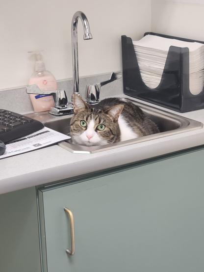 A brown and white tabby cat in a sink