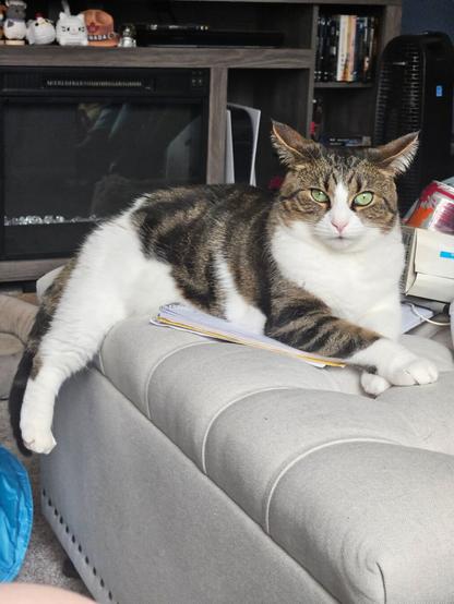 A brown and white tabby cat laying on a white cushioned ottoman