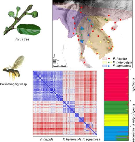 Ficus and fig wasp illustrations accompany geographic distribution and graphical data from Huang et al.'s study, "Population genetic structure in three sympatric Ficus species associated with copollinator."
