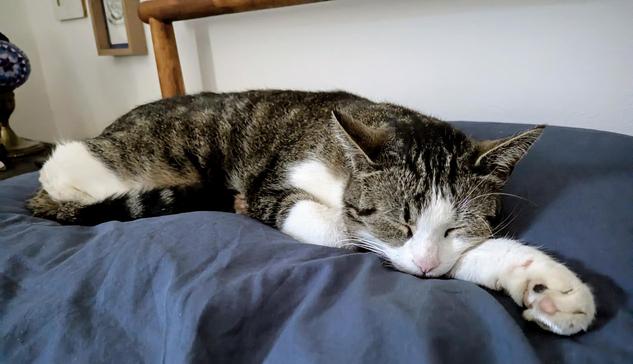 Unsere Katze Arib liegt auf meinem blauen Kopfkissen und schläft in Ruhe und Frieden vor sich hin.