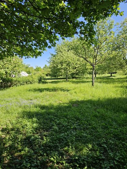 Streuobstwiesen im Ökotop Heerdt mit vielen einzelnen Obstbäumen und ungemähter Kräuterwiese. Am linken Rand sind unter viel grün die Gebäude der Imkerei zu erkennen.